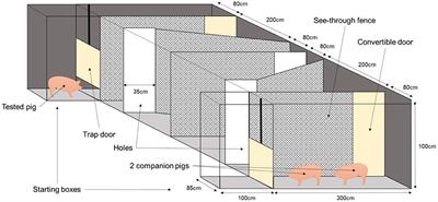 Effects of a Multi-Suckling System Combined With Enriched Housing Post-Weaning on Response and Cognitive Resilience to Isolation